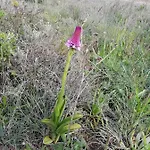 Apartament Vau Sea View, T2 Apartment, Close To Beach,ideal For Families